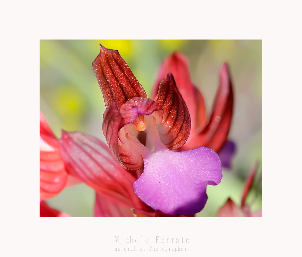 Orchis papilionacea